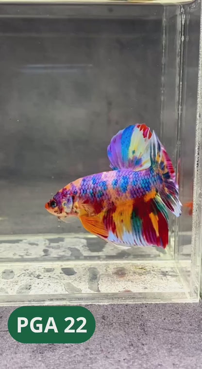 King Giant Plakat Male Betta Fish | You Pick Fish | High Grade