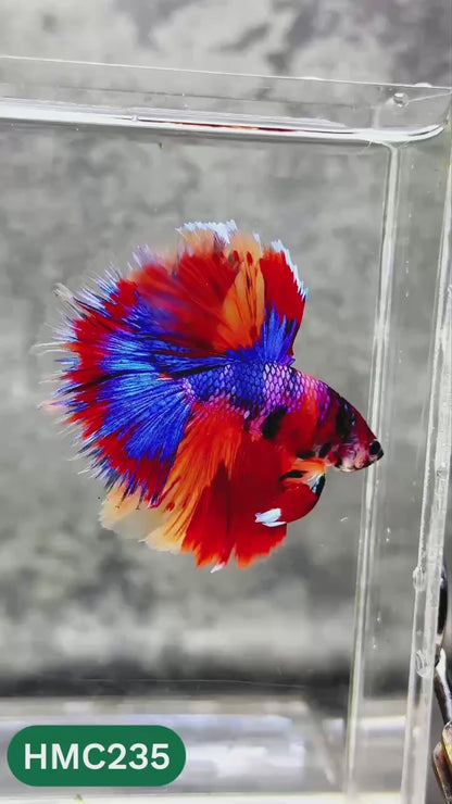 Multicolor Halfmoon Male Betta Fish | Order Directly From Farm | You Pick Fish