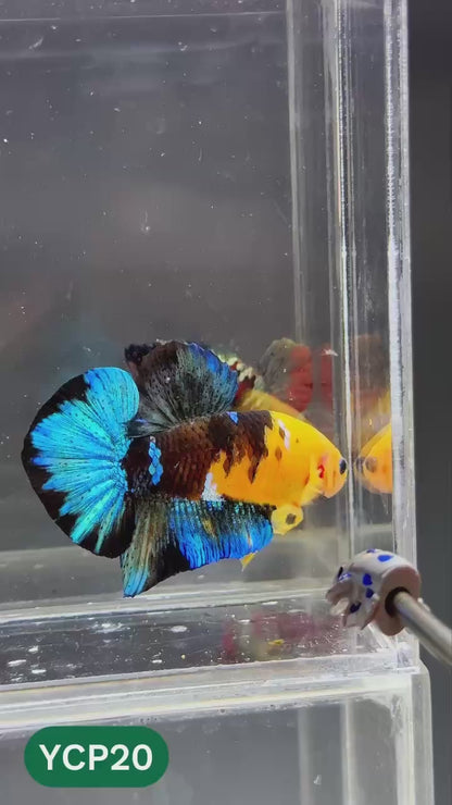 Koi Yellow Plakat Male Betta Fish | Show Grade | You Pick Fish