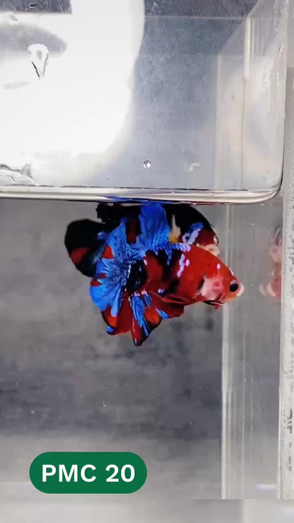 Multicolor Plakat Male Betta Fish |Show Grade|  You Pick Fish