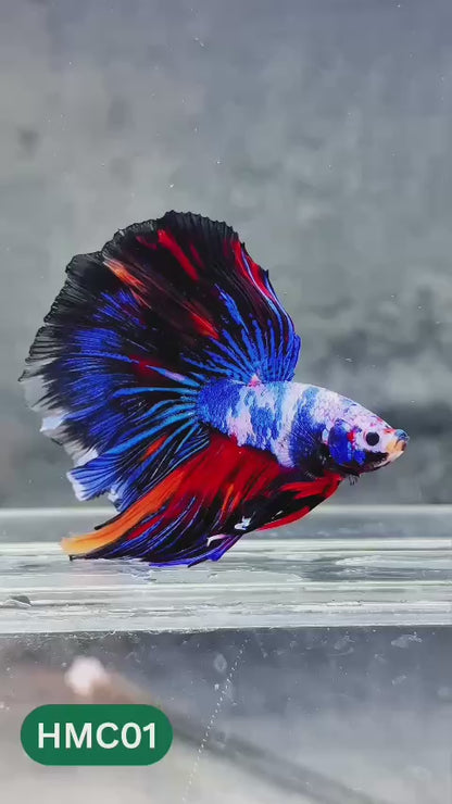 Multicolor Halfmoon Male Betta Fish | Order Directly From Farm | You Pick Fish