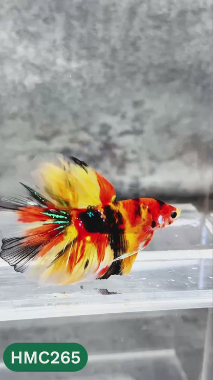 Multicolor Halfmoon Male Betta Fish | Order Directly From Farm | You Pick Fish