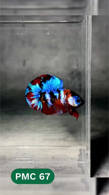 Multicolor Plakat Male Betta Fish |Show Grade|  You Pick Fish