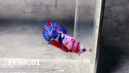 Multicolor Female Betta Fish | You Pick Fish  | High Grade