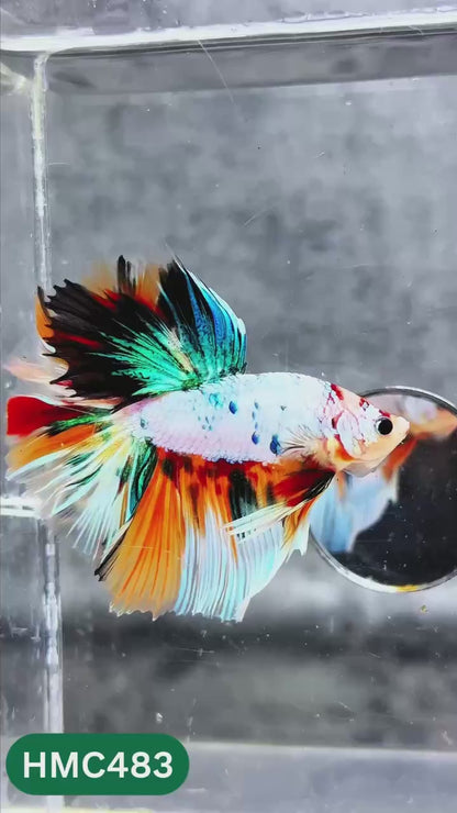 Multicolor Halfmoon Male Betta Fish | High Grade | Order Directly From Farm |  You Pick Fish |