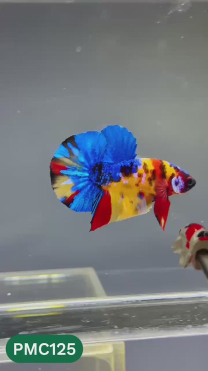 Multicolor Plakat Male Betta Fish |Show Grade|  You Pick Fish