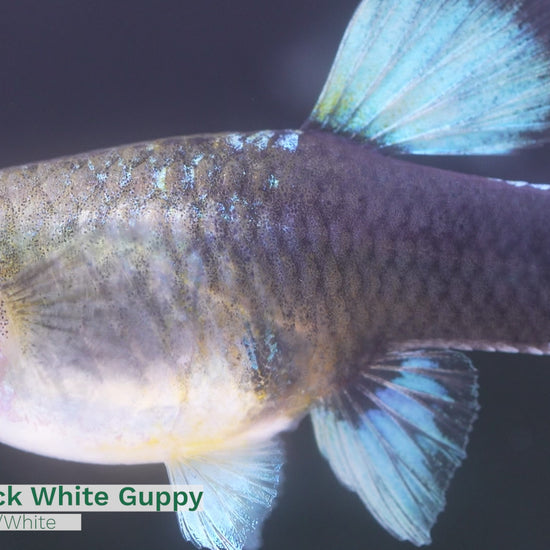 Half Black White Guppy