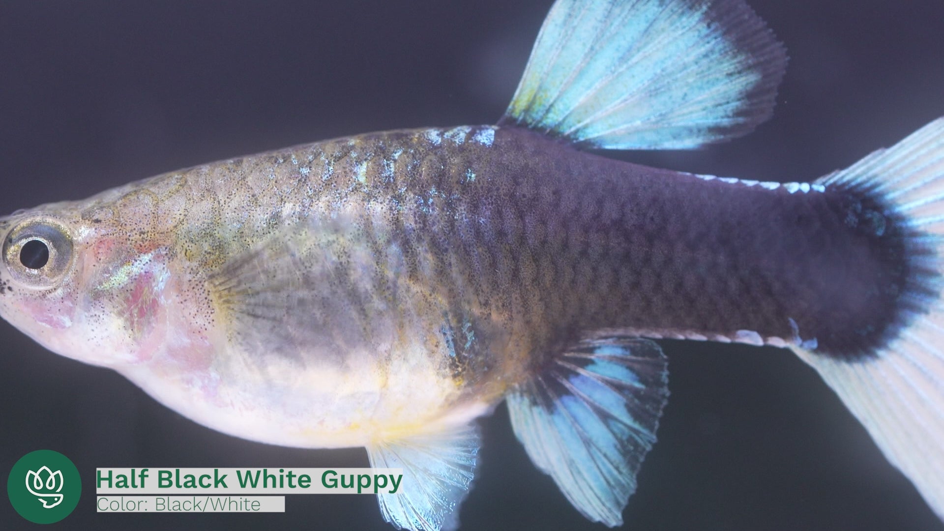 Half Black White Guppy