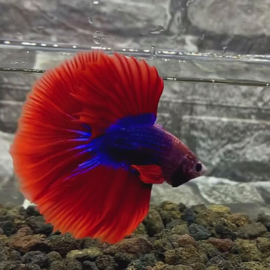 Mascot Halfmoon Male Betta Fish