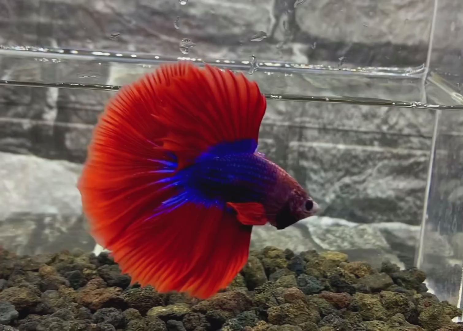 Mascot Halfmoon Male Betta Fish