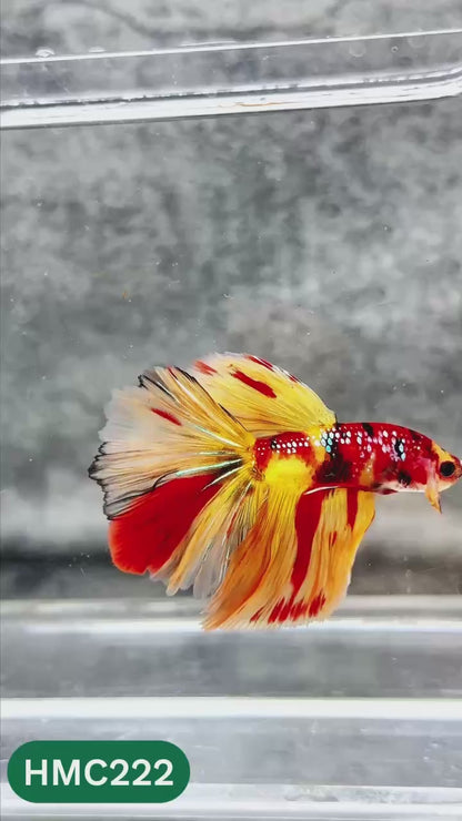 Multicolor Halfmoon Male Betta Fish | Order Directly From Farm | You Pick Fish