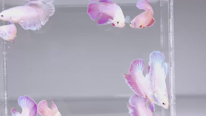 Pink Halfmoon Female Betta Fish | Rare Pastel Beauty