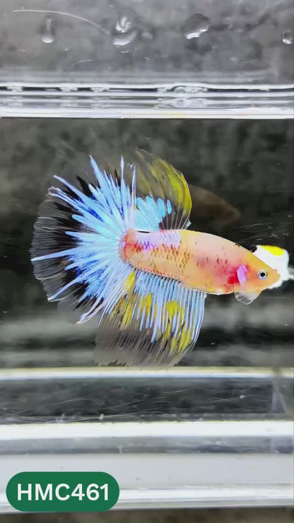 Multicolor Halfmoon Male Betta Fish | Order Directly From Farm | You Pick Fish