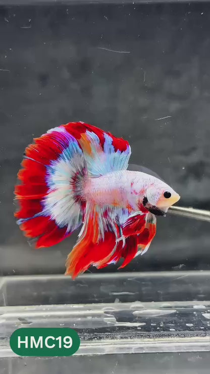 Multicolor Halfmoon Male Betta Fish | Order Directly From Farm | You Pick Fish