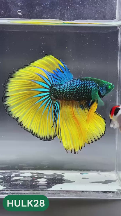 Black Hulk Halfmoon Male Betta Fish | You Pick Fish