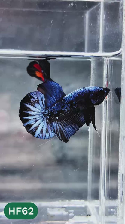 Dark Flame Hellfire Plakat Male Betta Fish | You Pick Fish | Exotic Betta