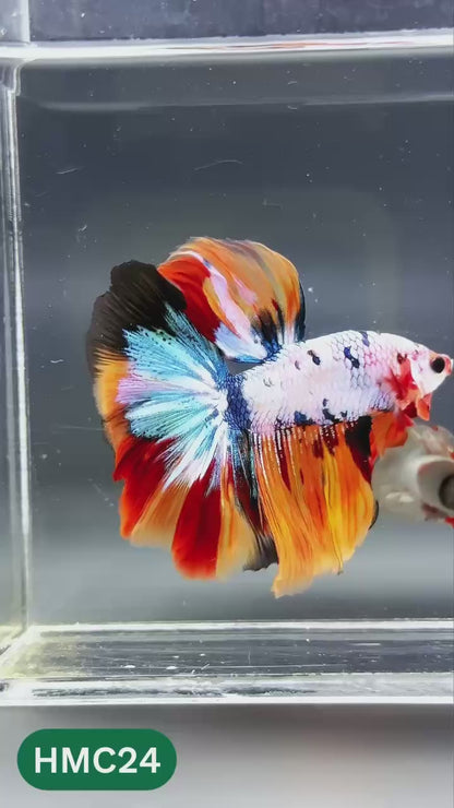 Multicolor Halfmoon Male Betta Fish | High Grade | Order Directly From Farm |  You Pick Fish