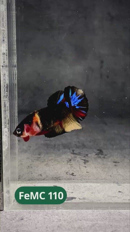 Multicolor Female Betta Fish | You Pick Fish | High Grade