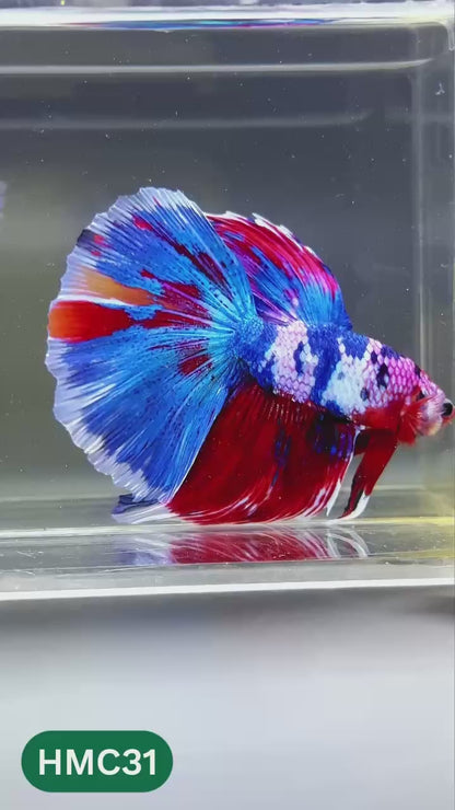 Multicolor Halfmoon Male Betta Fish | High Grade | Order Directly From Farm |  You Pick Fish