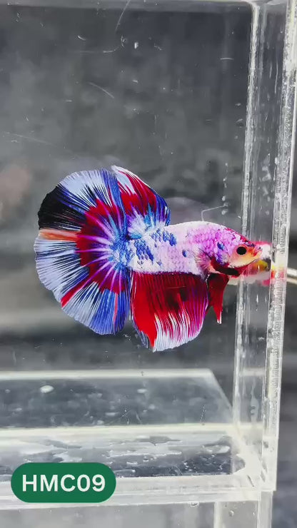 Multicolor Halfmoon Male Betta Fish | Order Directly From Farm | You Pick Fish