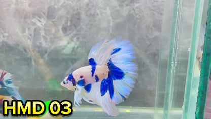 Blue Marble Dot Halfmoon Male Betta Fish | Order Directly From Farm | You Pick Fish