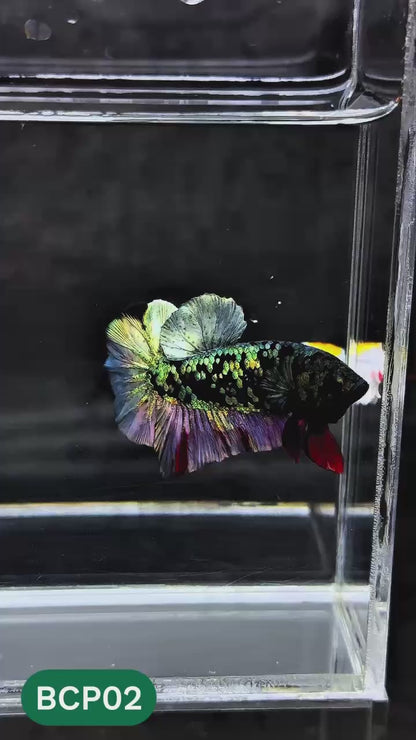 Black Panther Plakat Male Betta Fish | You Pick Fish | Rare Betta
