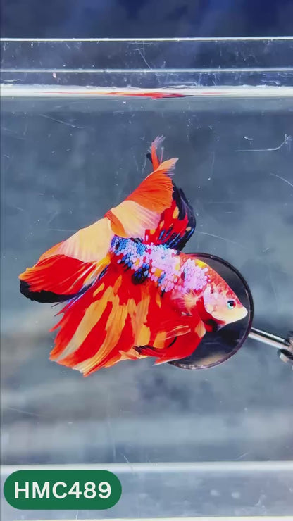 Multicolor Halfmoon Male Betta Fish | High Grade | Order Directly From Farm |  You Pick Fish |