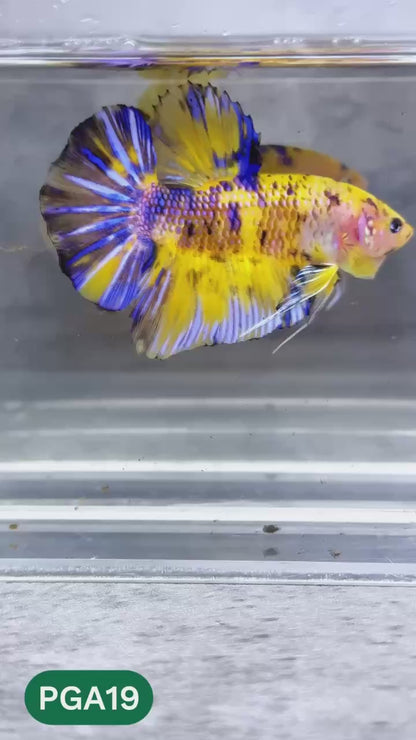 King Giant Plakat Male Betta Fish | You Pick Fish | High Grade