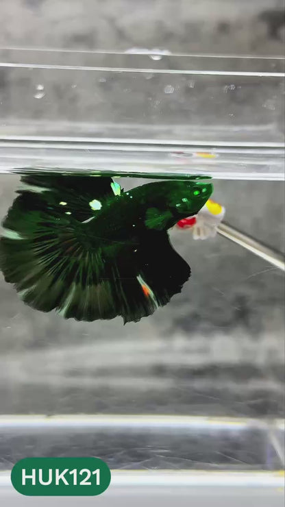 Black Hulk Halfmoon Male Betta Fish | You Pick Fish