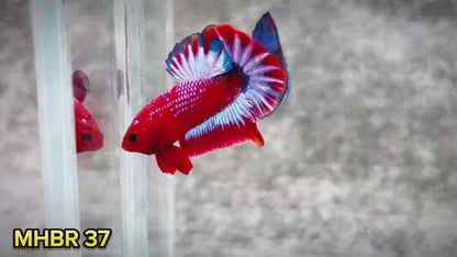 Hellboy Plakat Male Betta Fish | Order Directly From Farm | You Pick Fish