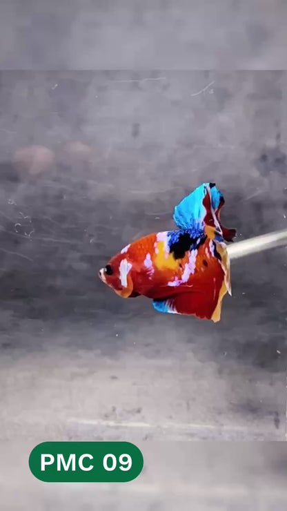 Multicolor Plakat Male Betta Fish |Show Grade|  You Pick Fish