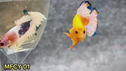 Yellow Fancy Male Betta Fish | Order Directly From Farm | You Pick Fish