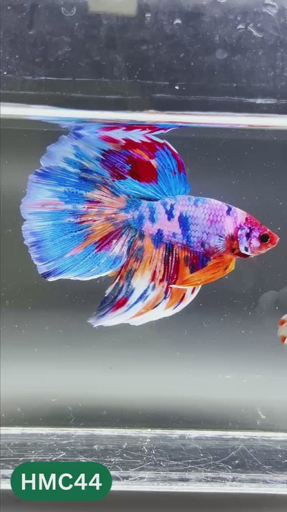 Multicolor Halfmoon Male Betta Fish | High Grade | Order Directly From Farm |  You Pick Fish