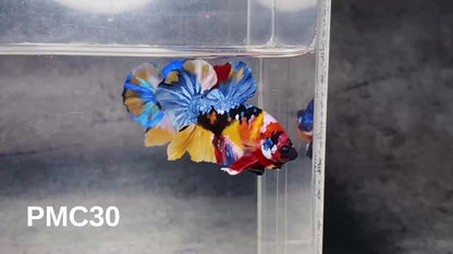 Multicolor Plakat Male Betta Fish |Show Grade|  You Pick Fish