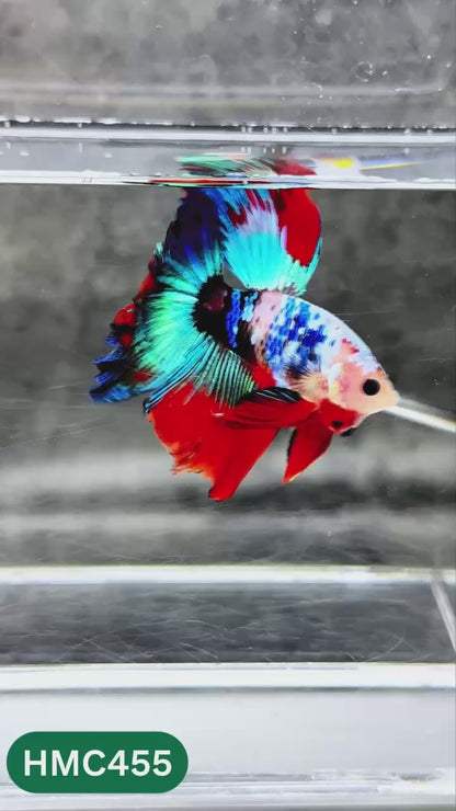 Multicolor Halfmoon Male Betta Fish | Order Directly From Farm | You Pick Fish