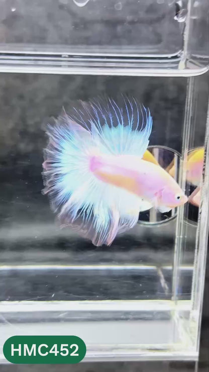 Multicolor Halfmoon Male Betta Fish | Order Directly From Farm | You Pick Fish