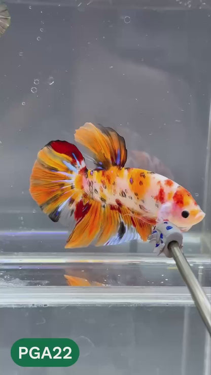 King Giant Plakat Male Betta Fish | You Pick Fish | High Grade