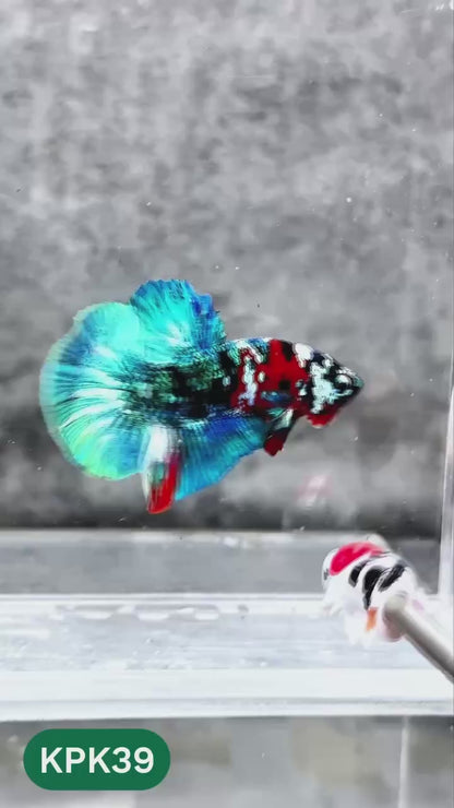 Multicolor Plakat Male Betta Fish |Show Grade|  You Pick Fish