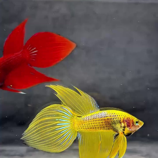 Yellow Spade Tail Wild Betta Splendens Male