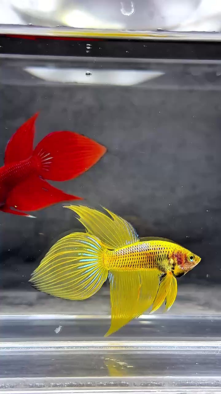 Yellow Spade Tail Wild Betta Splendens Male