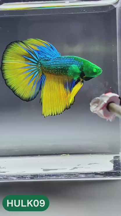 Black Hulk Halfmoon Male Betta Fish | You Pick Fish