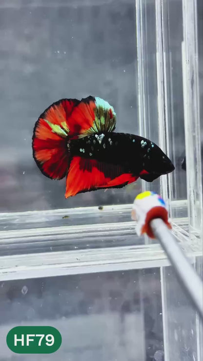 Dark Flame Hellfire Plakat Male Betta Fish | You Pick Fish | Exotic Betta
