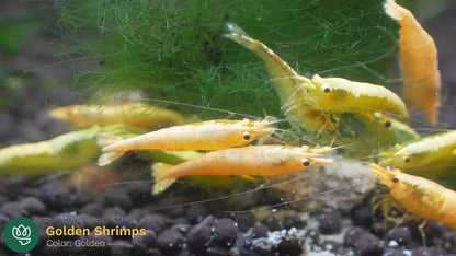 Yellow Golden Back Shrimp