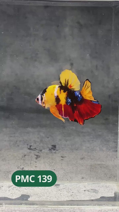 Multicolor Plakat Male Betta Fish |Show Grade|  You Pick Fish