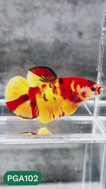 King Giant Plakat Male Betta Fish | You Pick Fish | High Grade