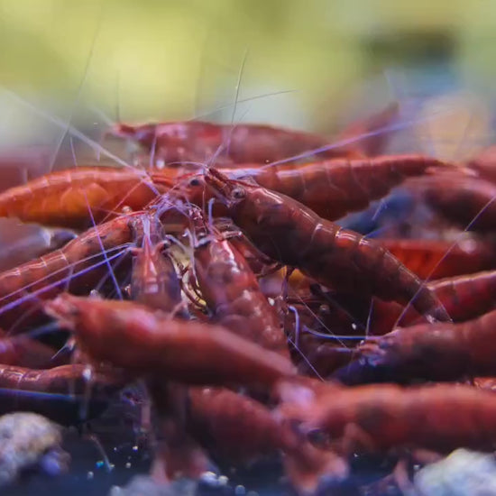 Dark Bloody Mary Neocaridina Freshwater Shrimp