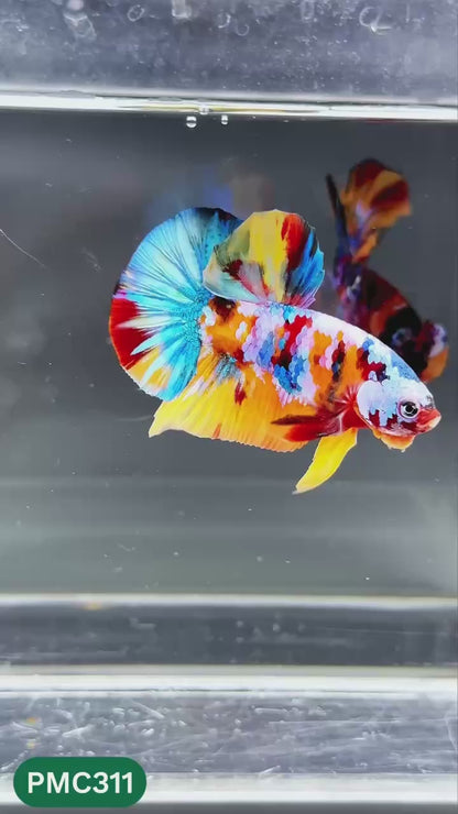 Multicolor Plakat Male Betta Fish | Show Grade |  You Pick Fish