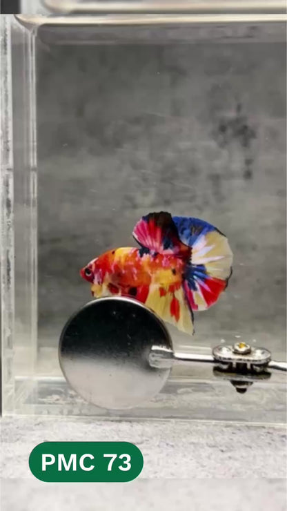 Multicolor Plakat Male Betta Fish |Show Grade|  You Pick Fish