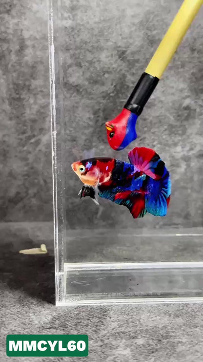 Multicolor Yellow Base Plakat Male Betta Fish | Order Directly From Farm|  You Pick Fish