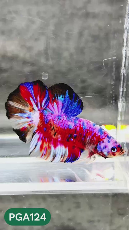 King Giant Plakat Male Betta Fish | You Pick Fish | High Grade